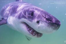 Aumentan los avistamientos de grandes tiburones blancos en Maine y Nueva Inglaterra