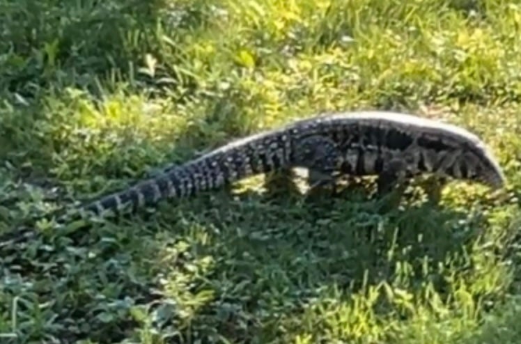 Alerta en Maine por “gran lagarto” suelto con riesgo de atacar