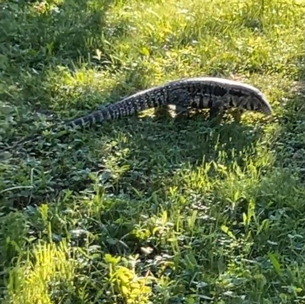 La policía advierte que un gran lagarto agresivo anda suelto en un pueblo de Maine