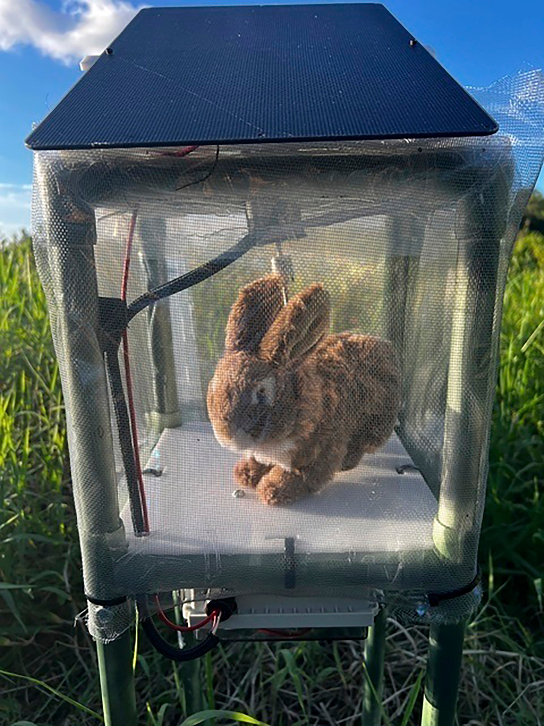 FLORIDA-PITONES-CONEJOS ROBOT