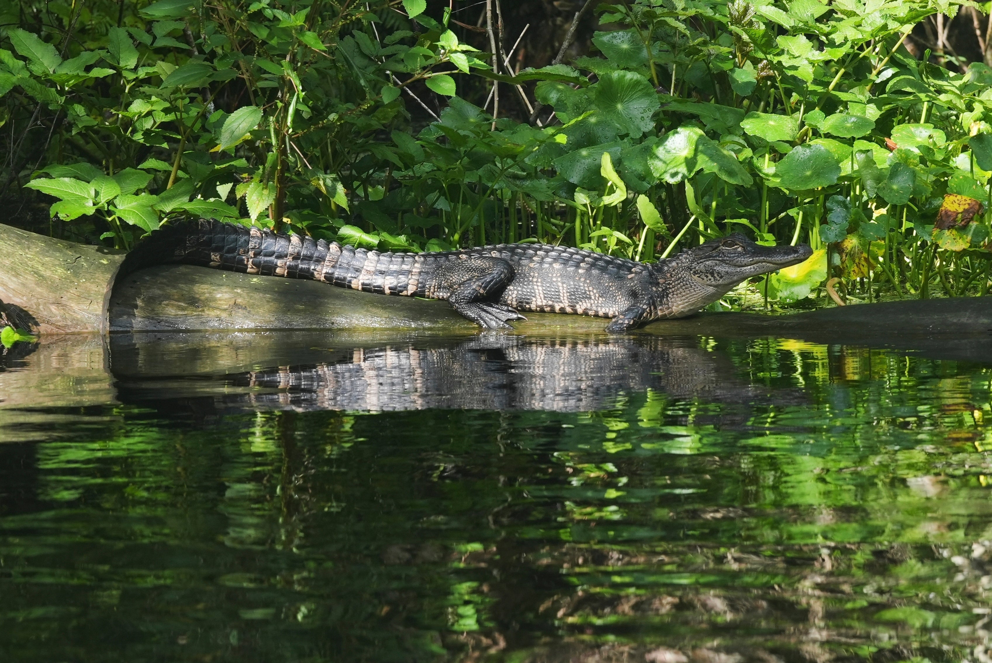 Según el Estatuto de Florida 379.409, es ilegal matar, herir, poseer o capturar un caimán, salvo que se cuente con la autorización correspondiente. También está estrictamente prohibido intentar matar o herir a los caimanes