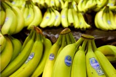 Gobierno de Panamá anuncia que gigante bananero Chiquita Brands retomará operaciones