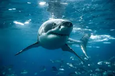 Revelan la preocupante razón por la que los tiburones están perdiendo su dentadura
