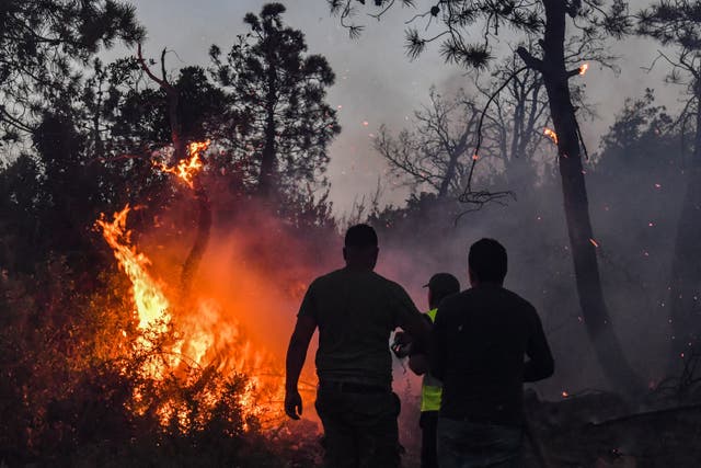 <p>Los bomberos intentan extinguir un voraz incendio forestal cerca de la localidad de Melloula, en el noroeste de Túnez, cerca de la frontera con Argelia</p>
