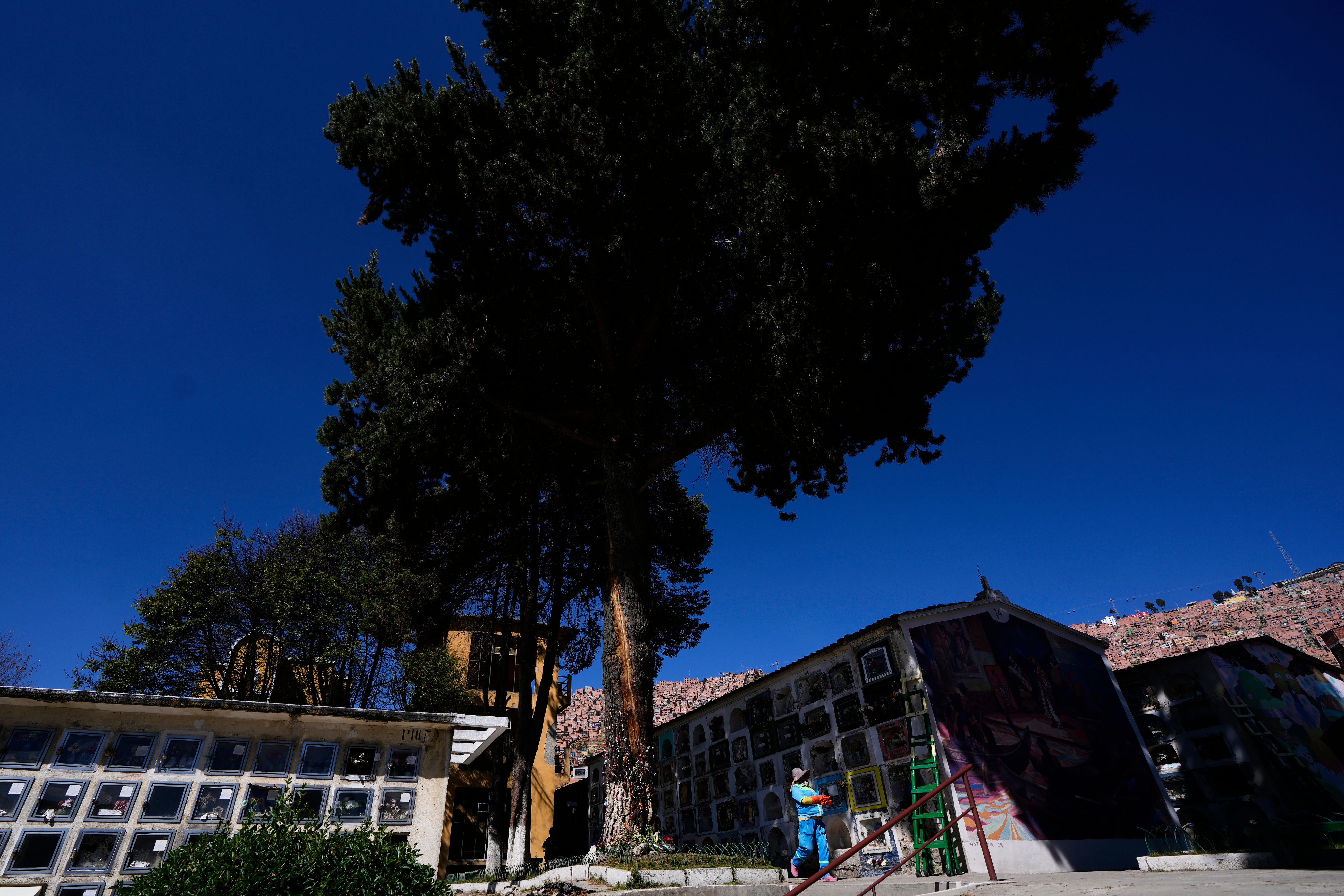 BOLIVIA-ÁRBOL MILAGROSO