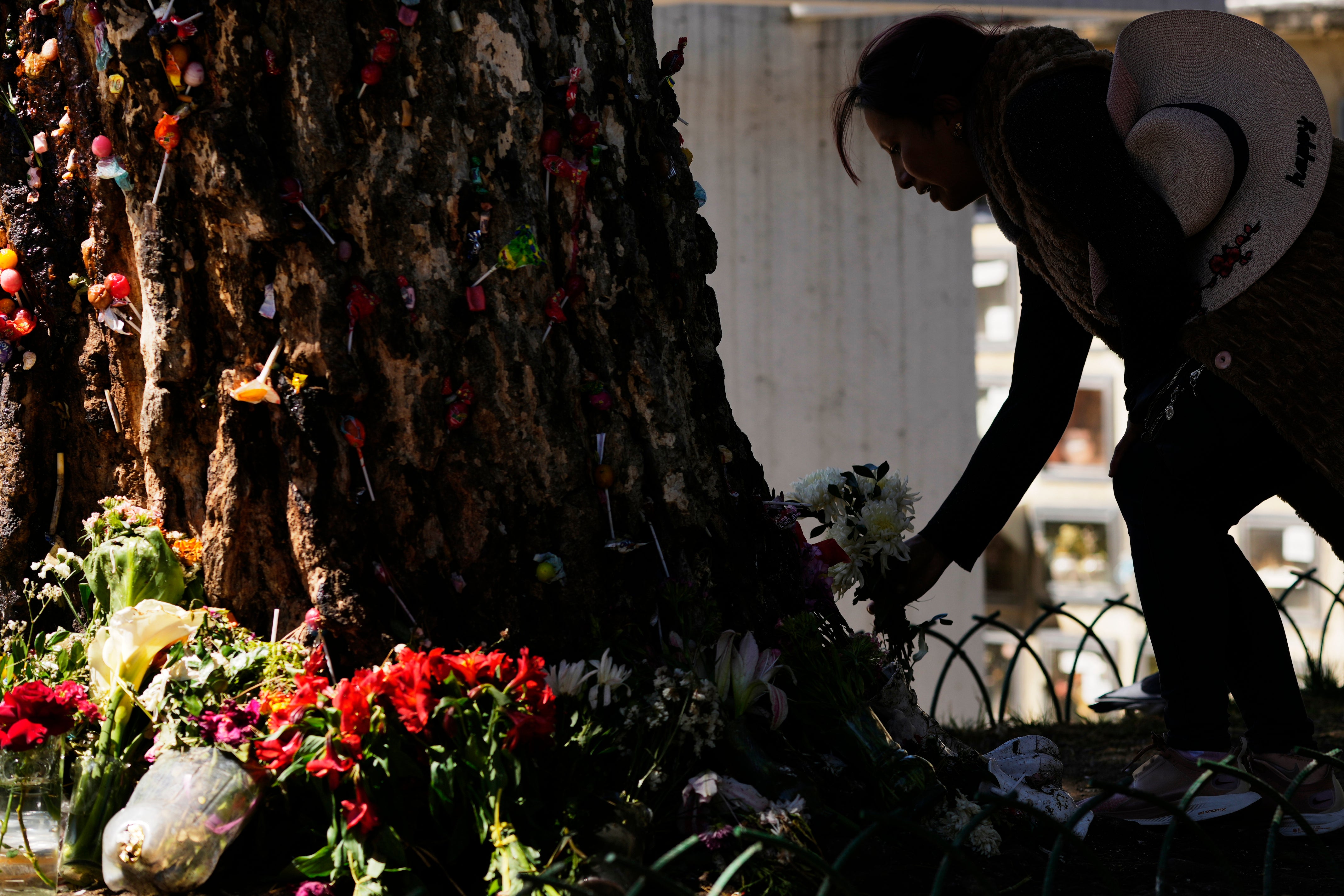 Un árbol al que se le atribuyen milagros es venerado en Bolivia