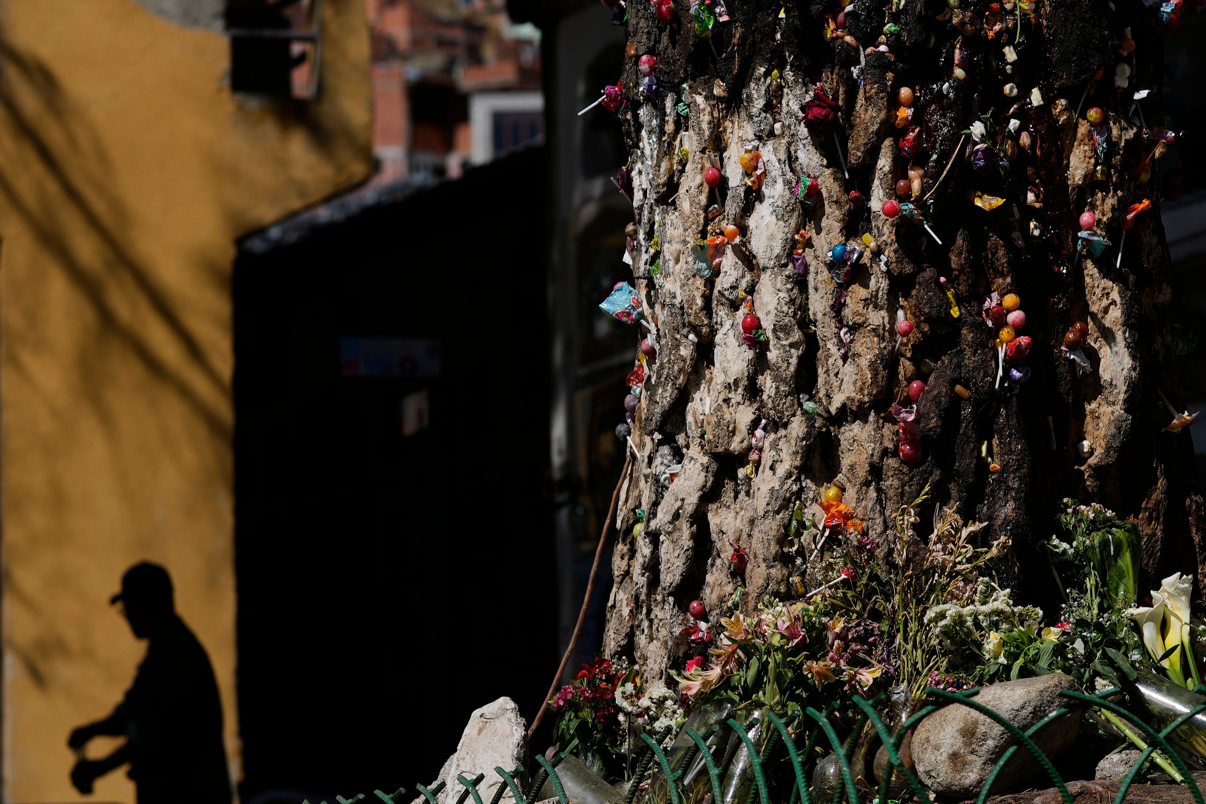 BOLIVIA-ÁRBOL MILAGROSO