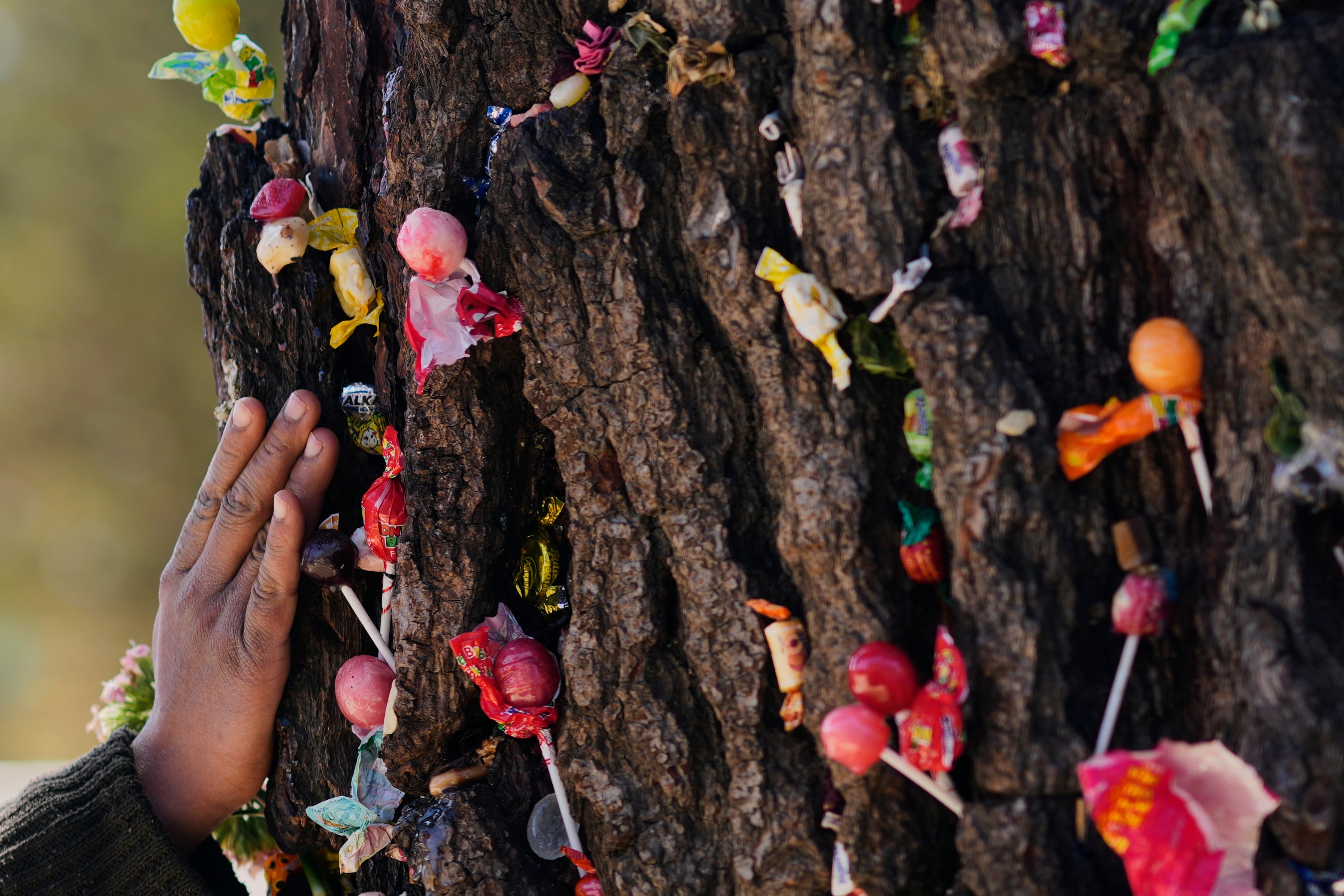 BOLIVIA-ÁRBOL MILAGROSO