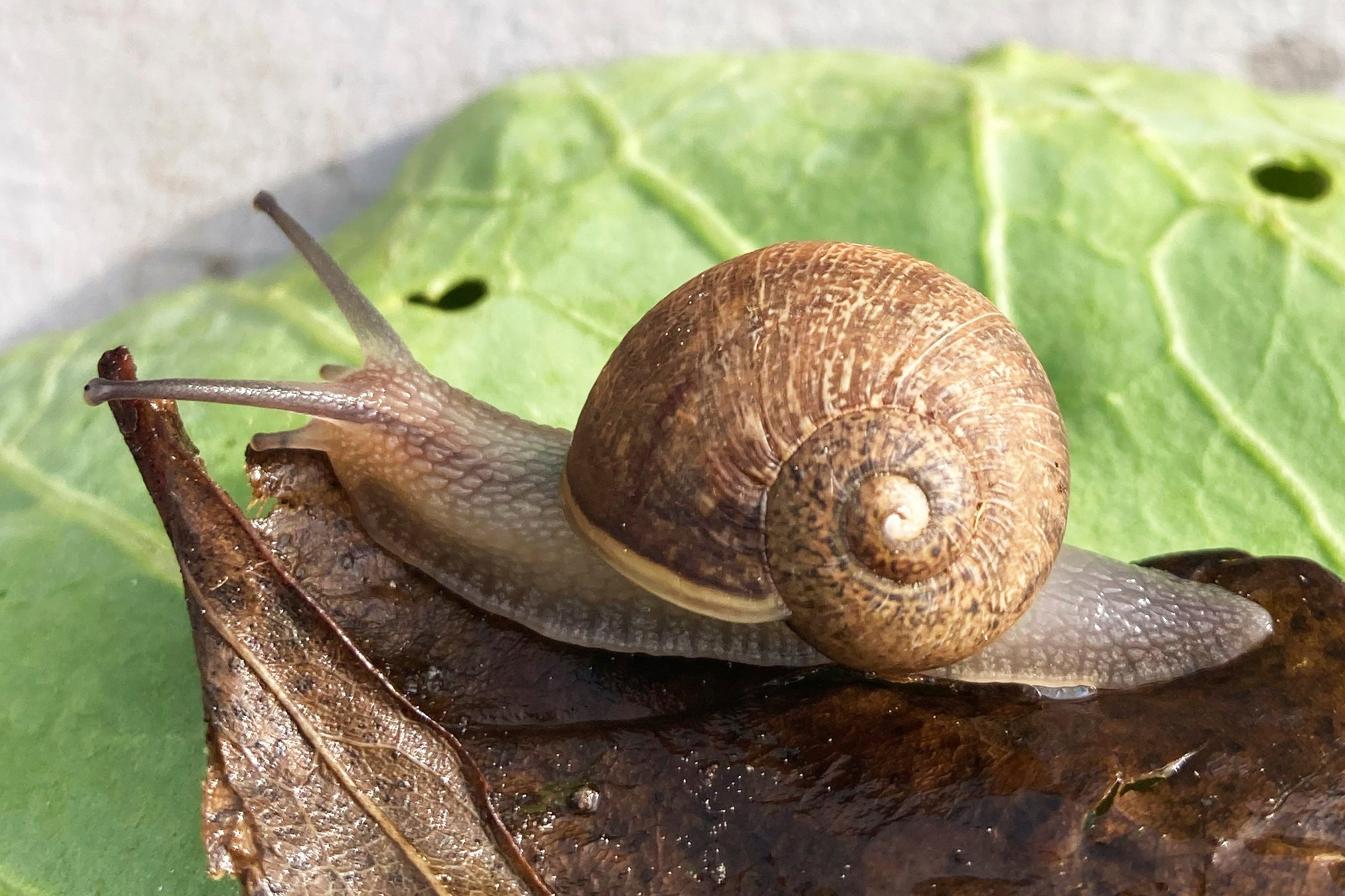 OCE-GEN NUEVA ZELANDA-CARACOL RARO