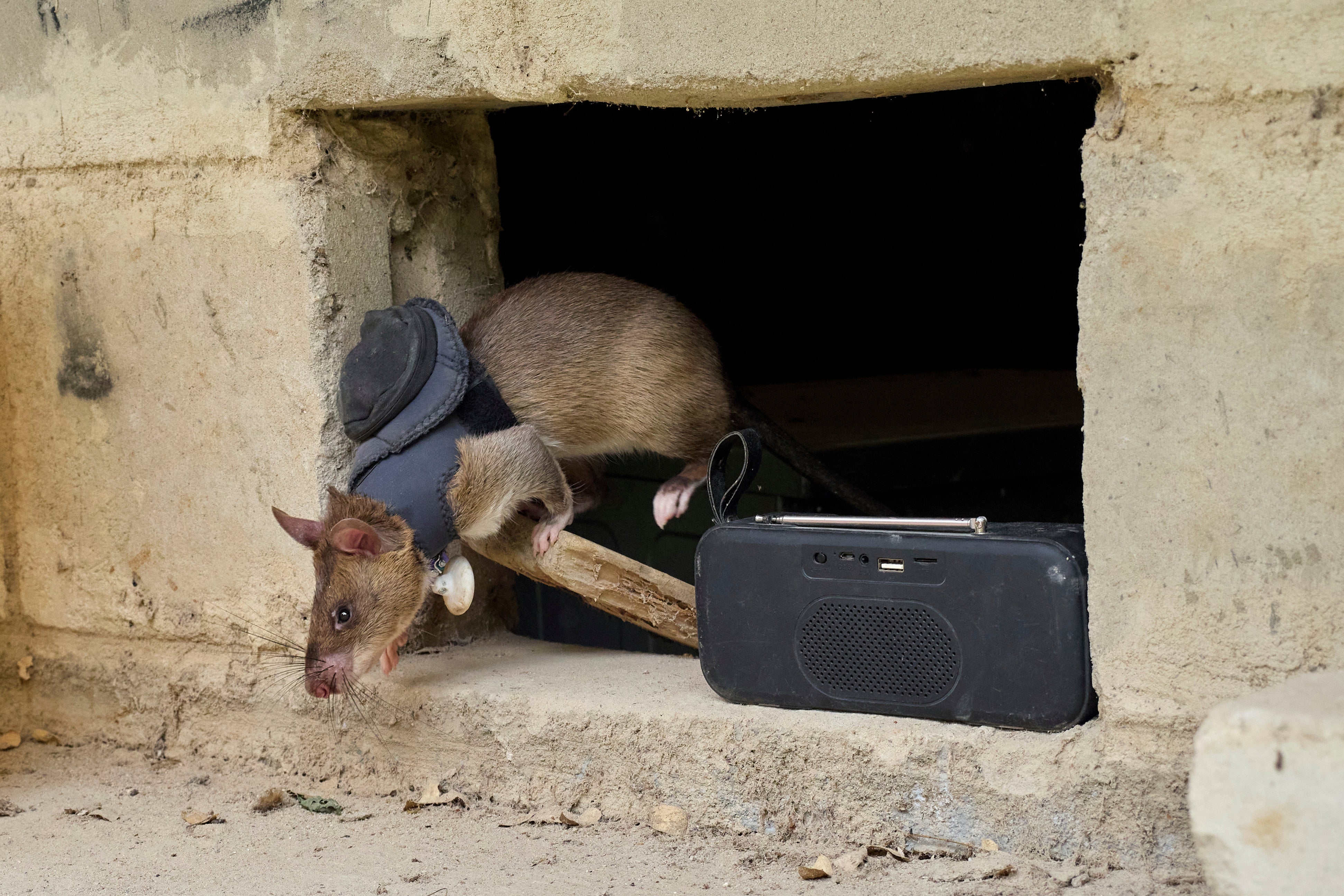 TANZANIA-RESCATES RATAS