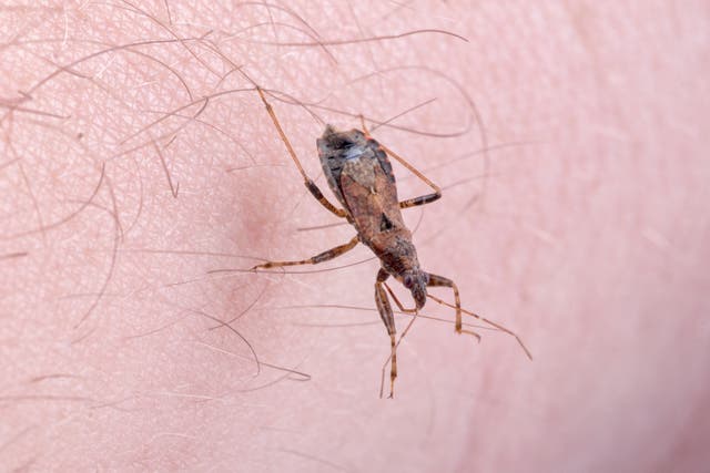 <p>Se han encontrado chinches besuconas portadoras de parásitos en todo EE. UU., según sugiere una investigación de los CDC (Centros para el Control y Prevención de Enfermedades de EE. UU.) </p>