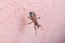 ¿En qué estados de EE. UU. se han reportado casos del letal mal de Chagas?