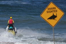 Un tiburón mata a un bañista cerca de Sydney