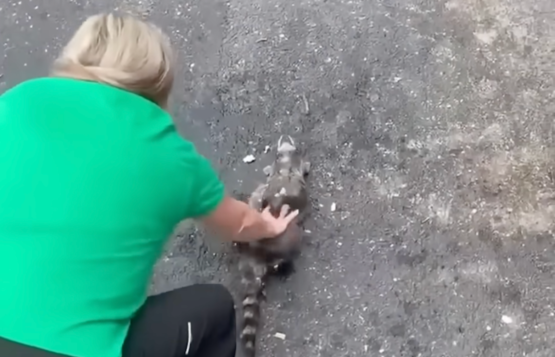 Enfermera salva con RCP a un mapache que encontró “borracho” con duraznos fermentados