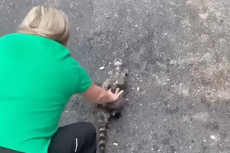 Enfermera salva con RCP a un mapache que encontró “borracho” con duraznos fermentados
