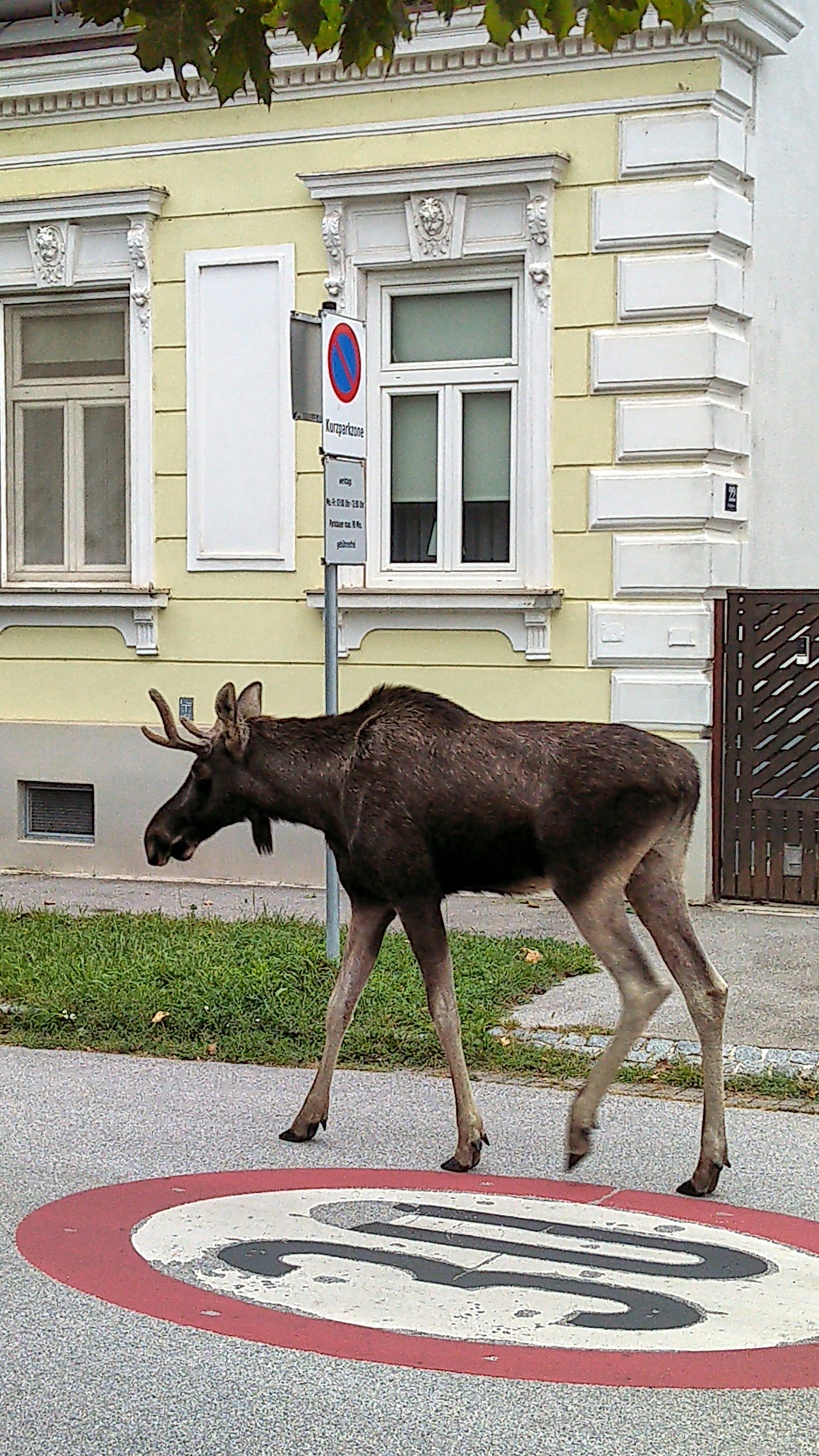 AUSTRIA-ALCE