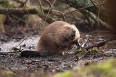 Culpan a castores de filtración en represa de Texas que obligó a evacuar 30 viviendas