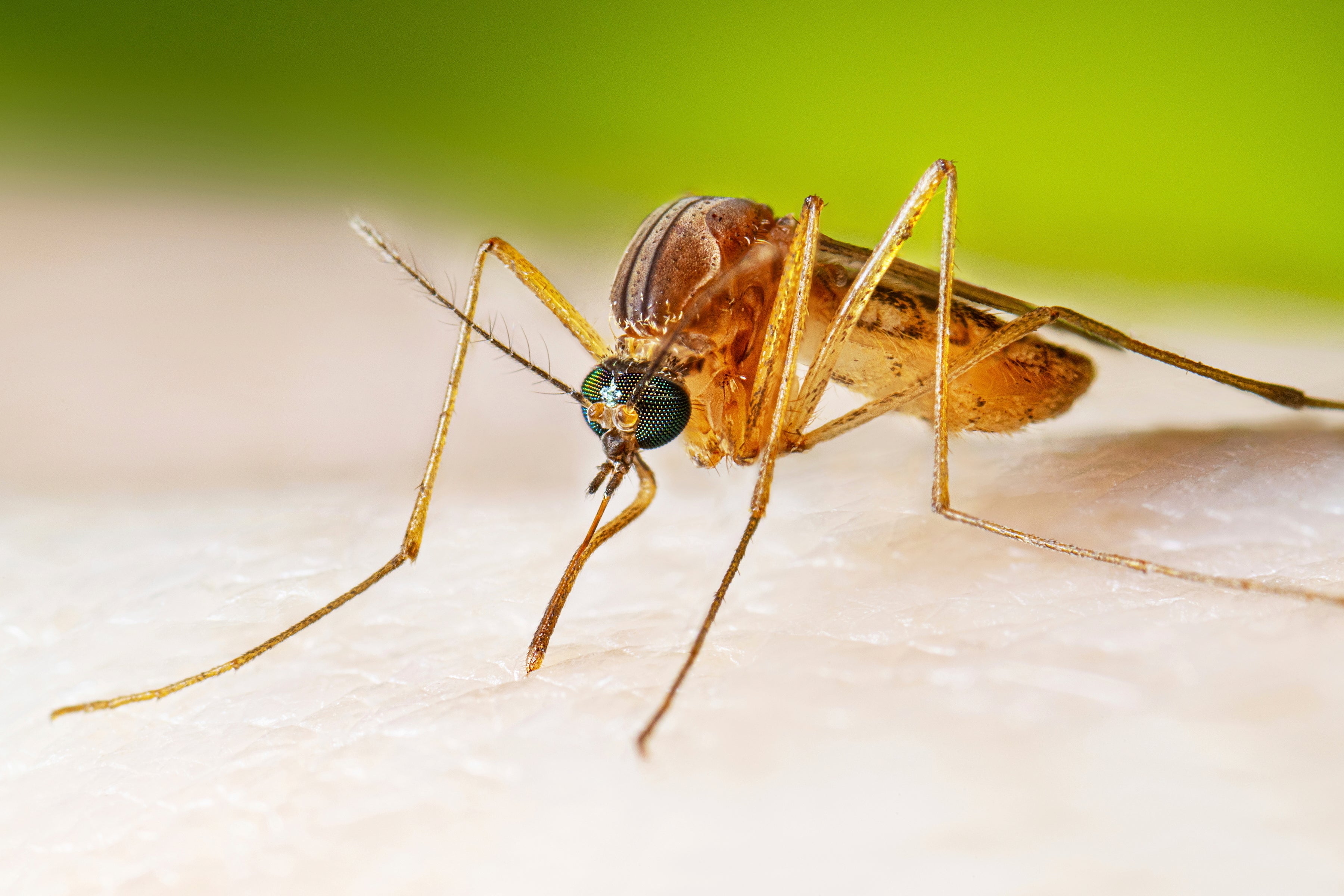 AMN-MED EEUU-VIRUS DEL NILO OCCIDENTAL
