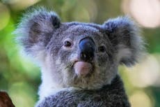 Australia aprueba la primera vacuna del mundo para proteger a los koalas de la clamidia