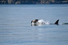 Una nueva orca es vista cargando el cadáver de su cría en aguas de Washington