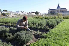 La hierba que puede reducir la inflamación y reforzar el sistema inmunitario