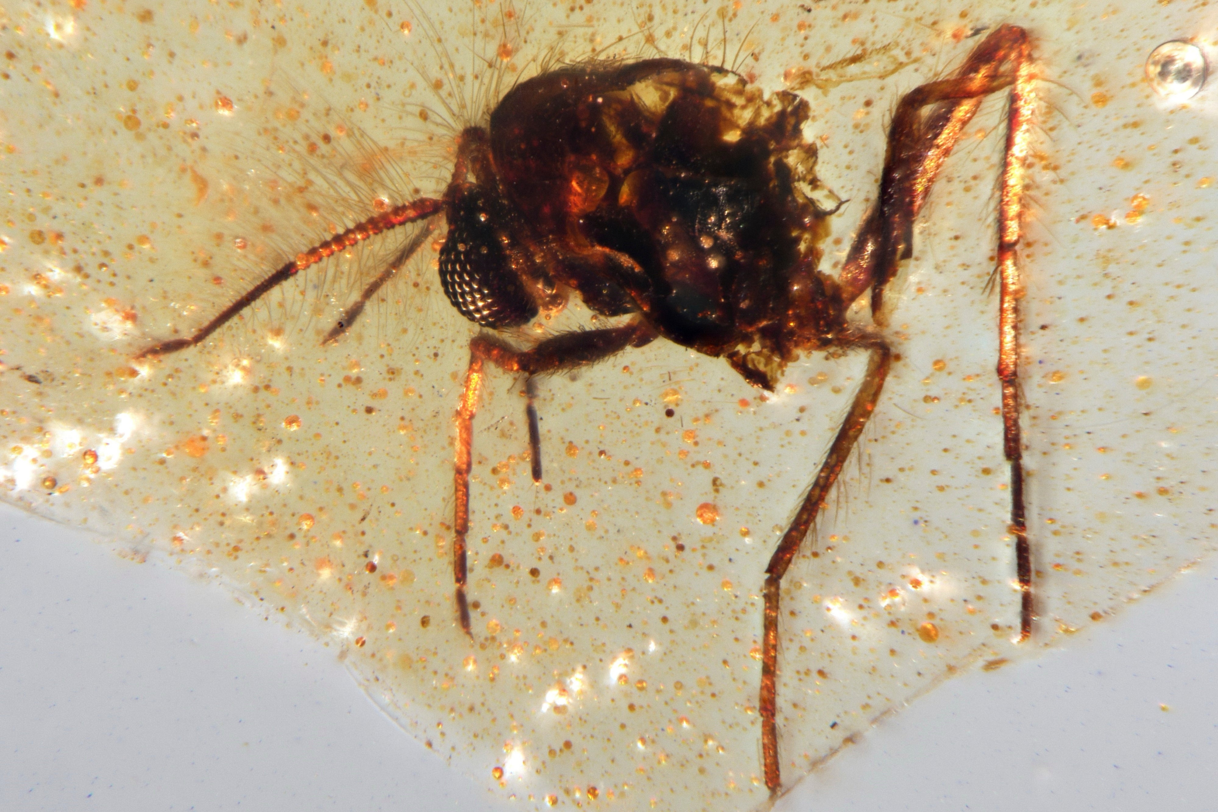 INSECTOS PREHISTÓRICOS