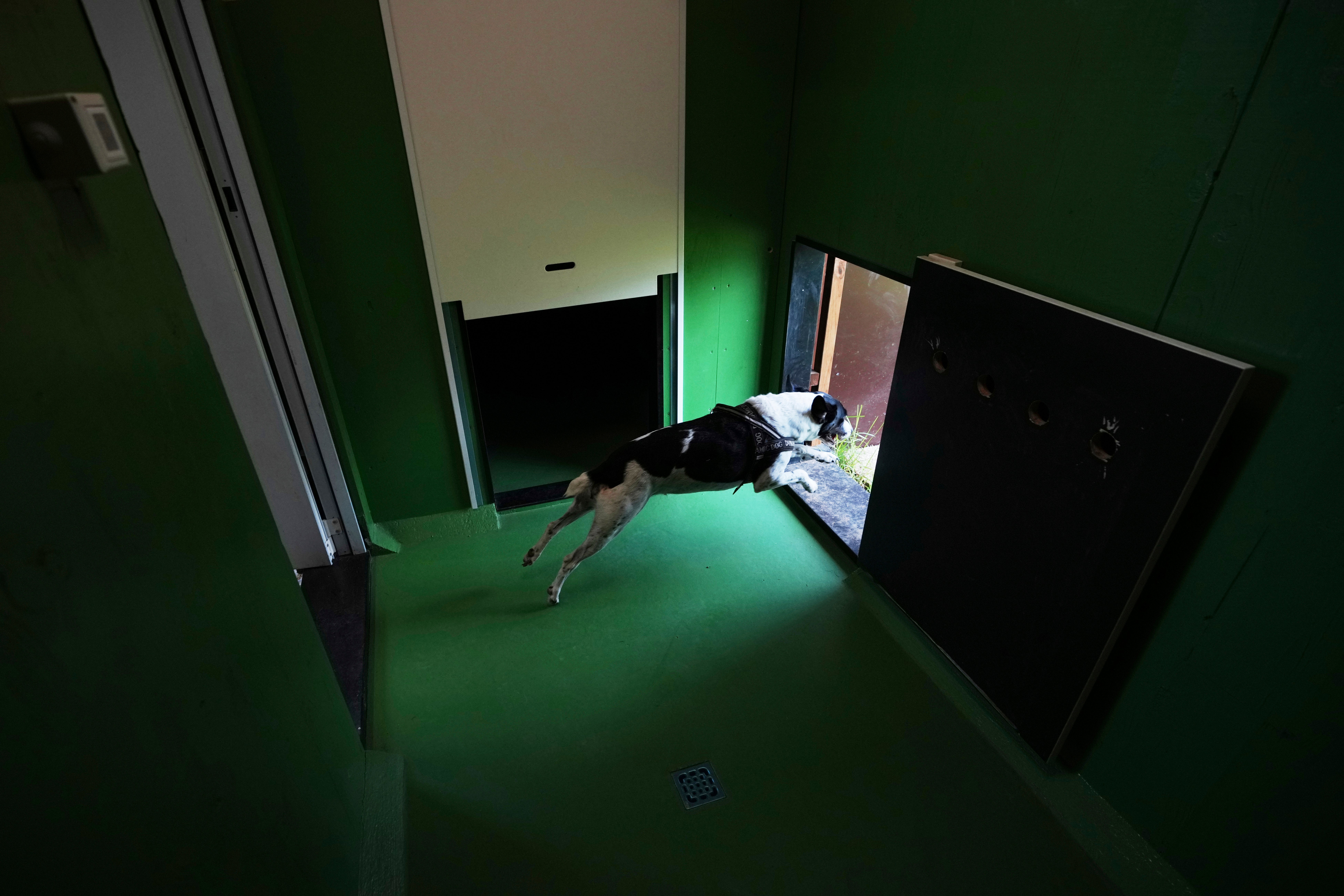 ITALIA-AEROPUERTO-HOTEL PARA PERROS