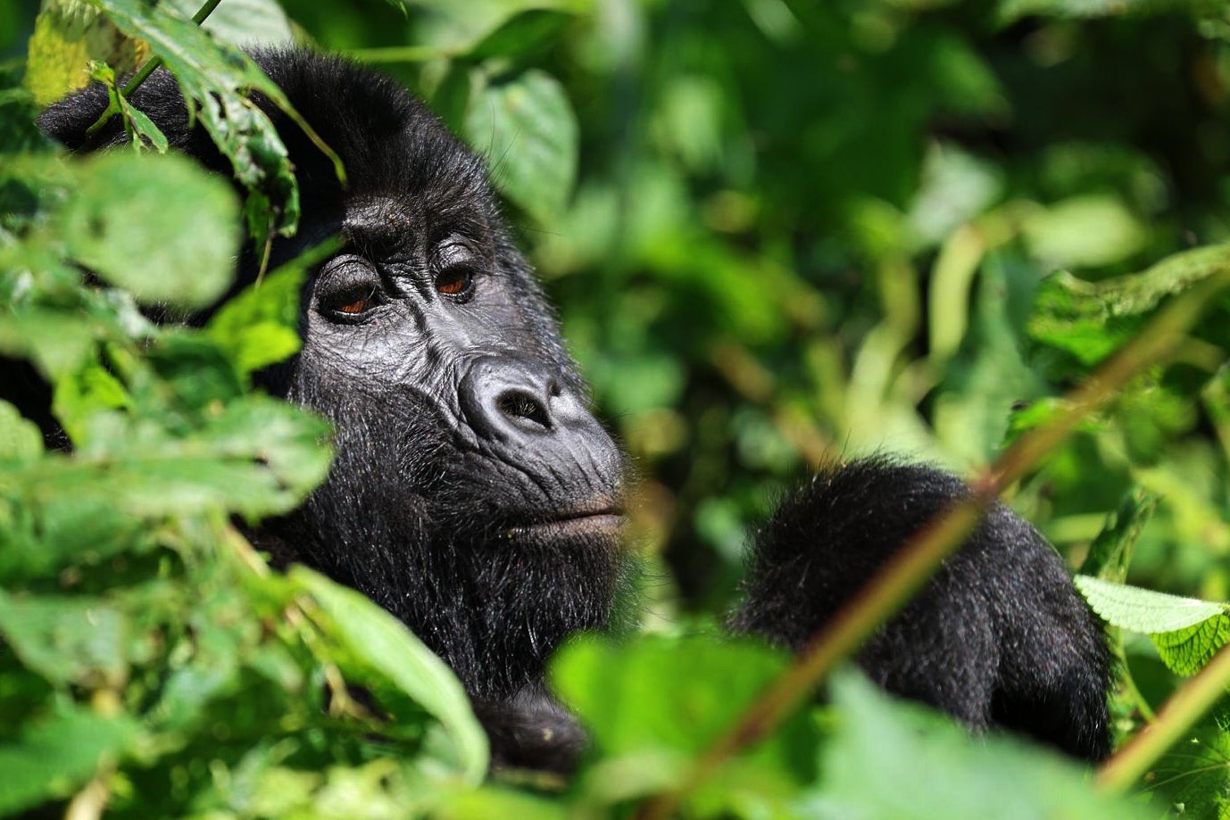 UGANDA-GORILAS