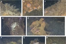 Científicos descubren vida marina prosperando en armas de la Guerra Mundial en el Báltico