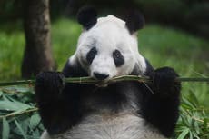 La panda gigante Xin Xin es la última de su especie en América Latina; tiene 35 años