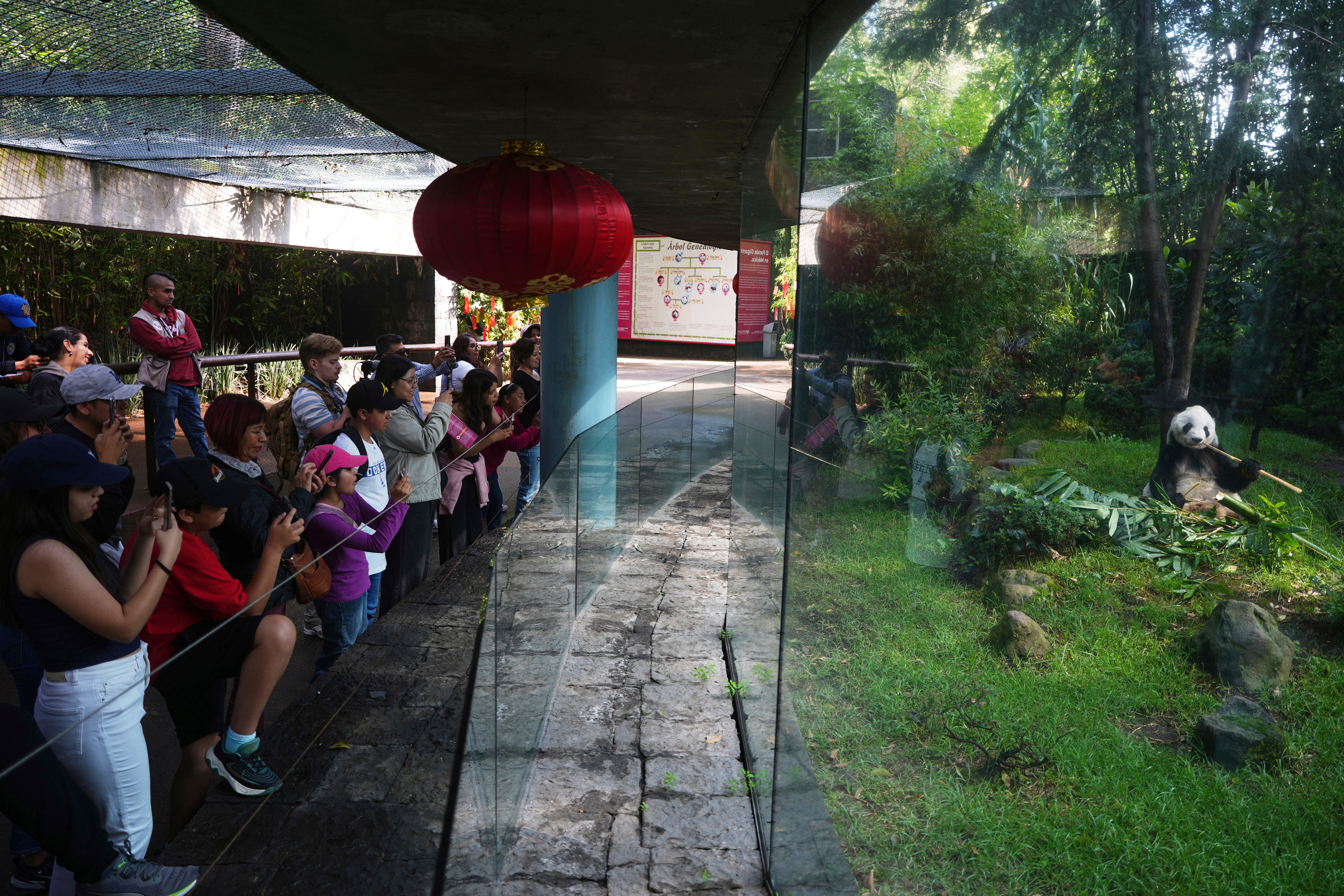 MÉXICO-ÚLTIMO PANDA