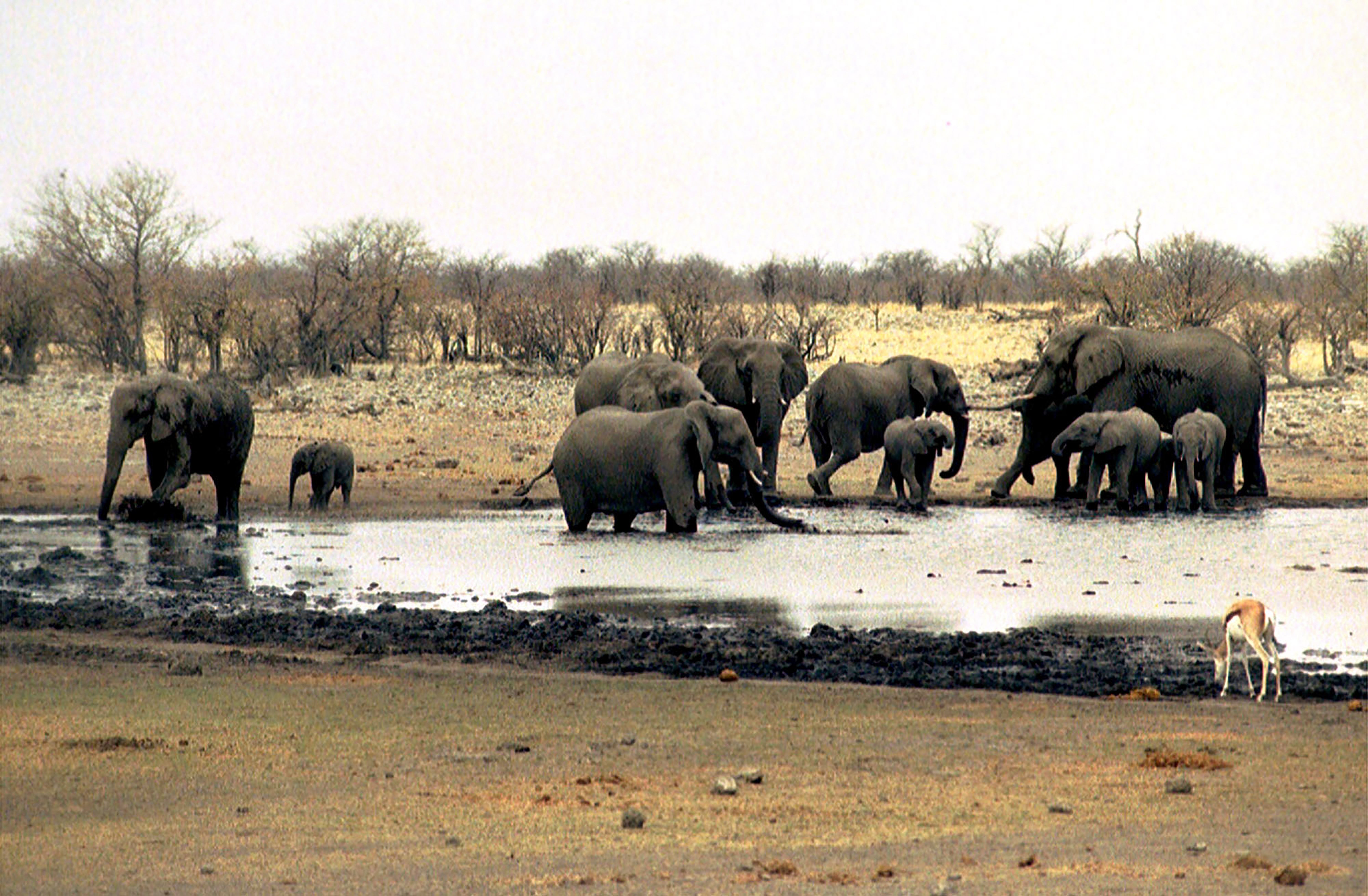 NAMIBIA-INCENDIO
