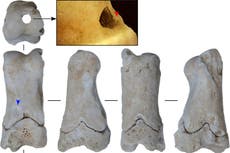 Hallan objeto usado por guardias egipcios contra saqueadores de tumbas