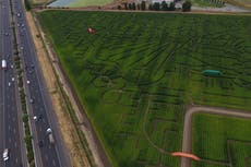 Un enorme laberinto de maíz en el norte de California invita a disfrutar perdiéndose