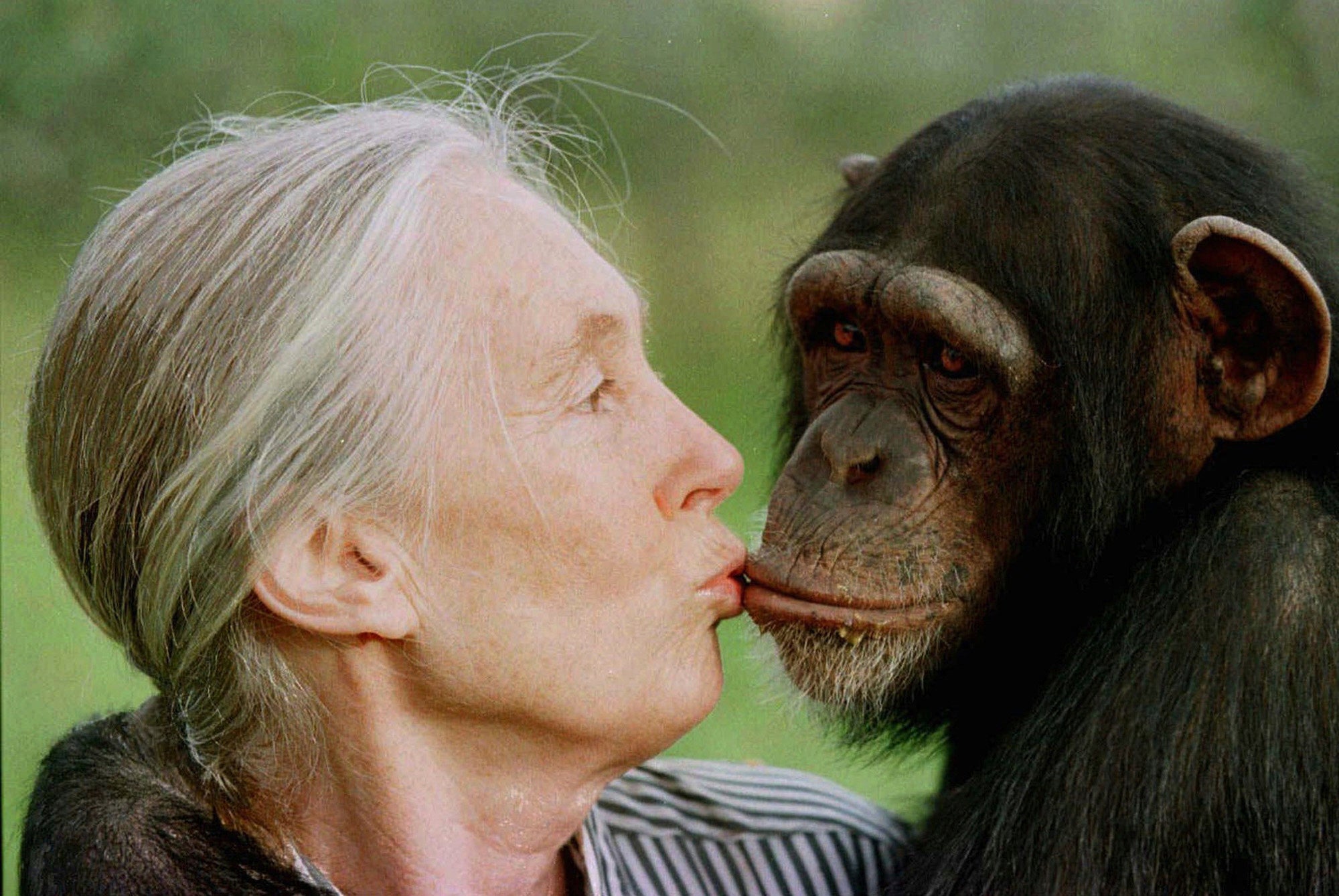 Fallece Jane Goodall, la reconocida conservacionista e investigadora de chimpancés