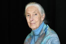 Se revela la causa de muerte de la etóloga Jane Goodall