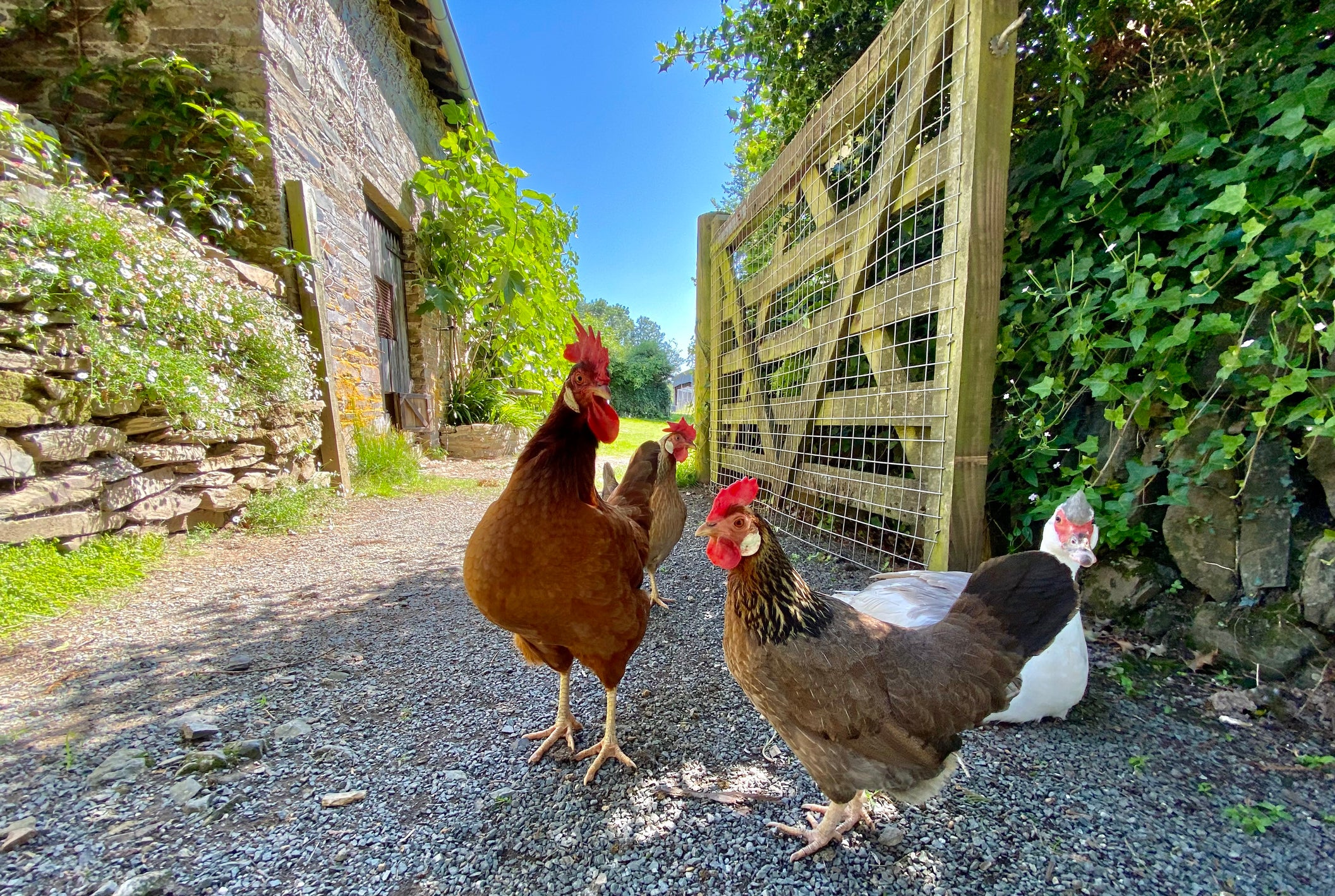 <p>Gallinas en una granja</p>
