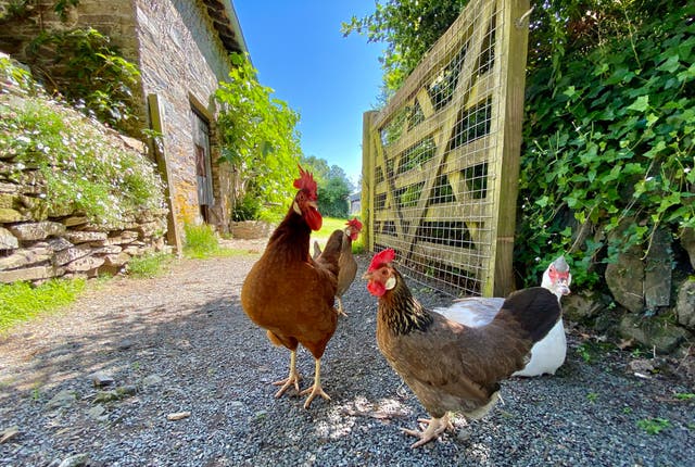<p>Gallinas en una granja</p>