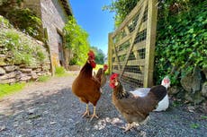 Lo que hay que saber sobre la cepa de gripe aviar H5N5 tras la primera muerte humana