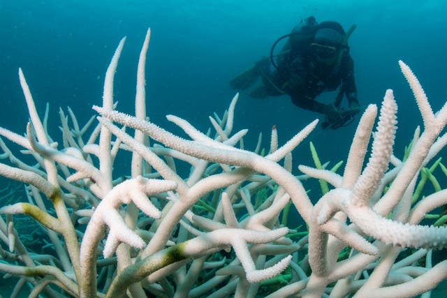 <p>La Tierra acaba de superar su primer punto de inflexión climático, advirtieron 160 científicos. Se prevé el deterioro de grandes arrecifes</p>