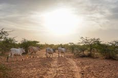 Senegal registra 17 muertes en raro brote de fiebre del Valle del Rift