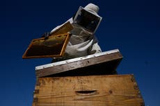 Apicultores urbanos de Atenas encuentran alegría y un propósito en las colmenas en azoteas