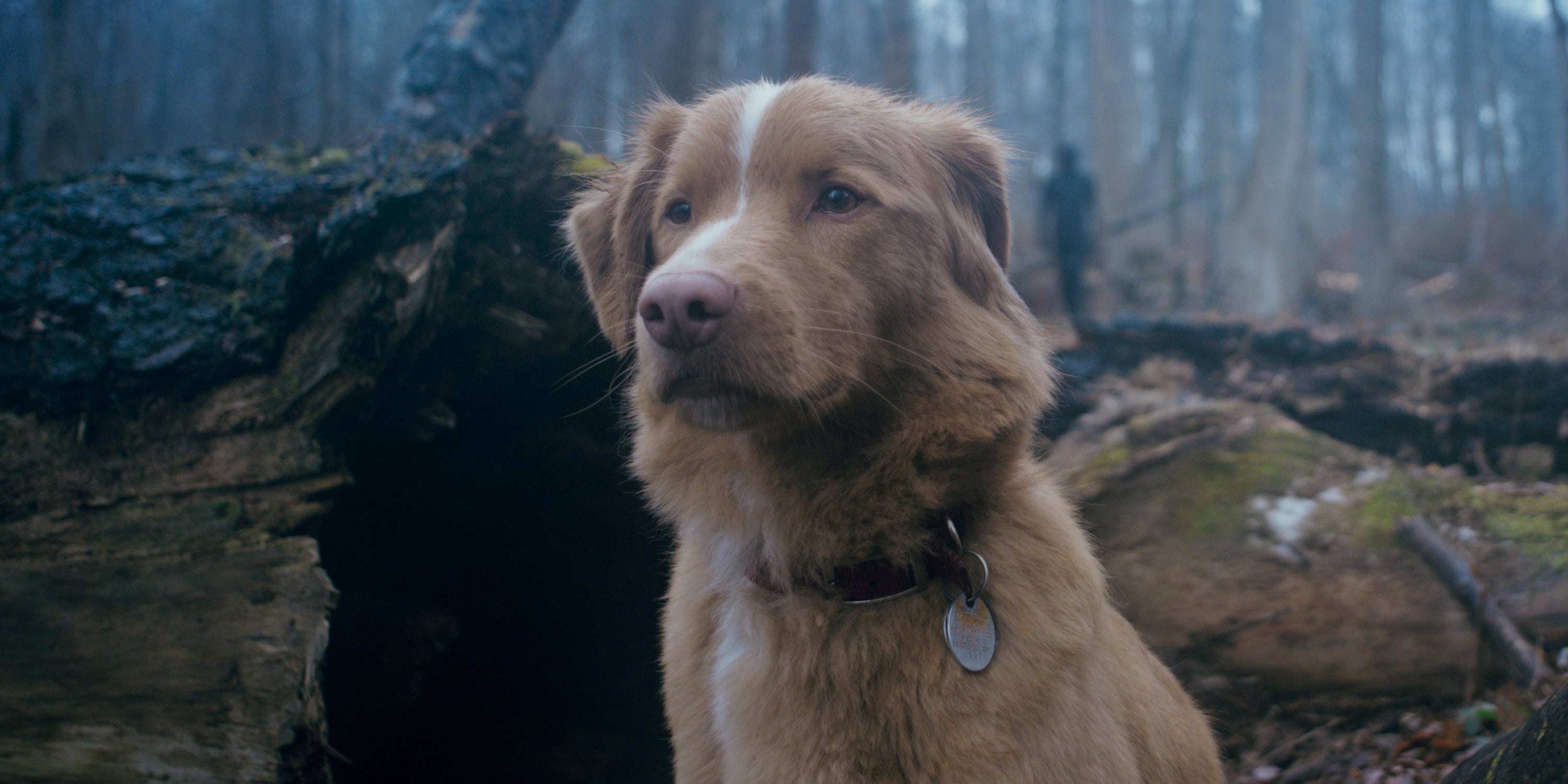Perro de ‘Good Boy’ busca nominación al Oscar por actuación en la película de terror