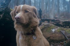 Perro de ‘Good Boy’ busca nominación al Oscar por actuación en la película de terror