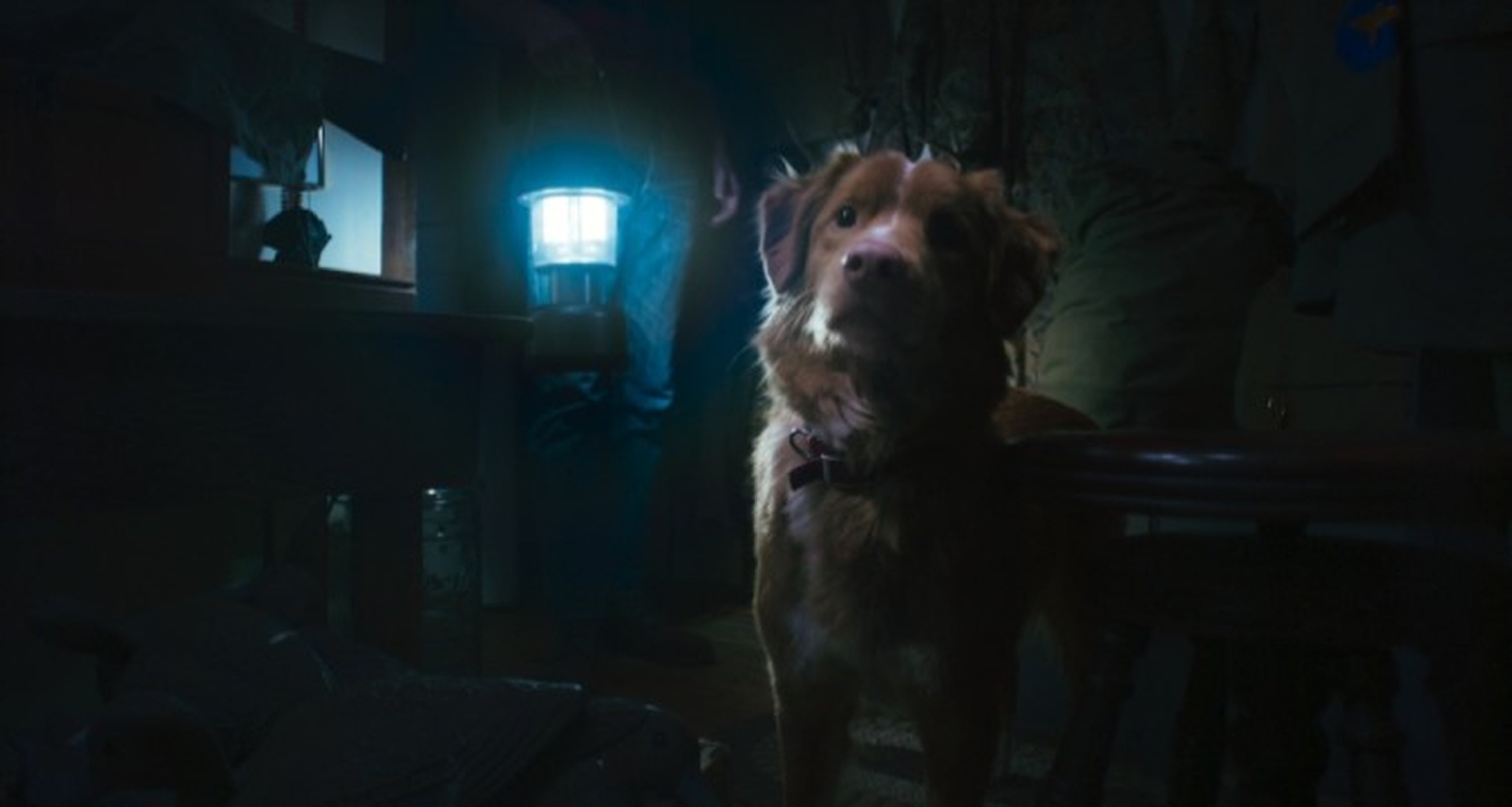 Indy en ‘Good Boy’