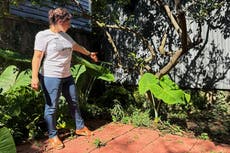 Antiguo artefacto romano reaparece en un patio trasero de Nueva Orleans