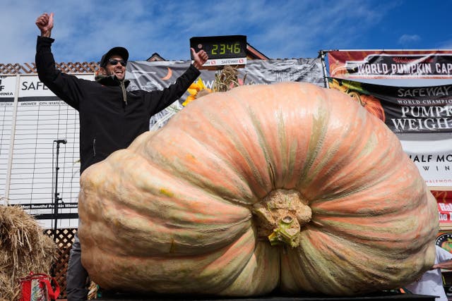 EEUU-CALABAZA GIGANTE