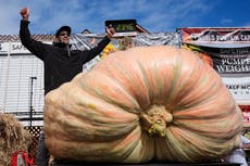 Ingeniero de California gana concurso de calabazas gigantes con una de más de 1.000 kilos