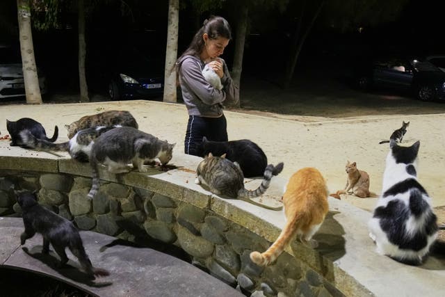 CHIPRE-GATOS