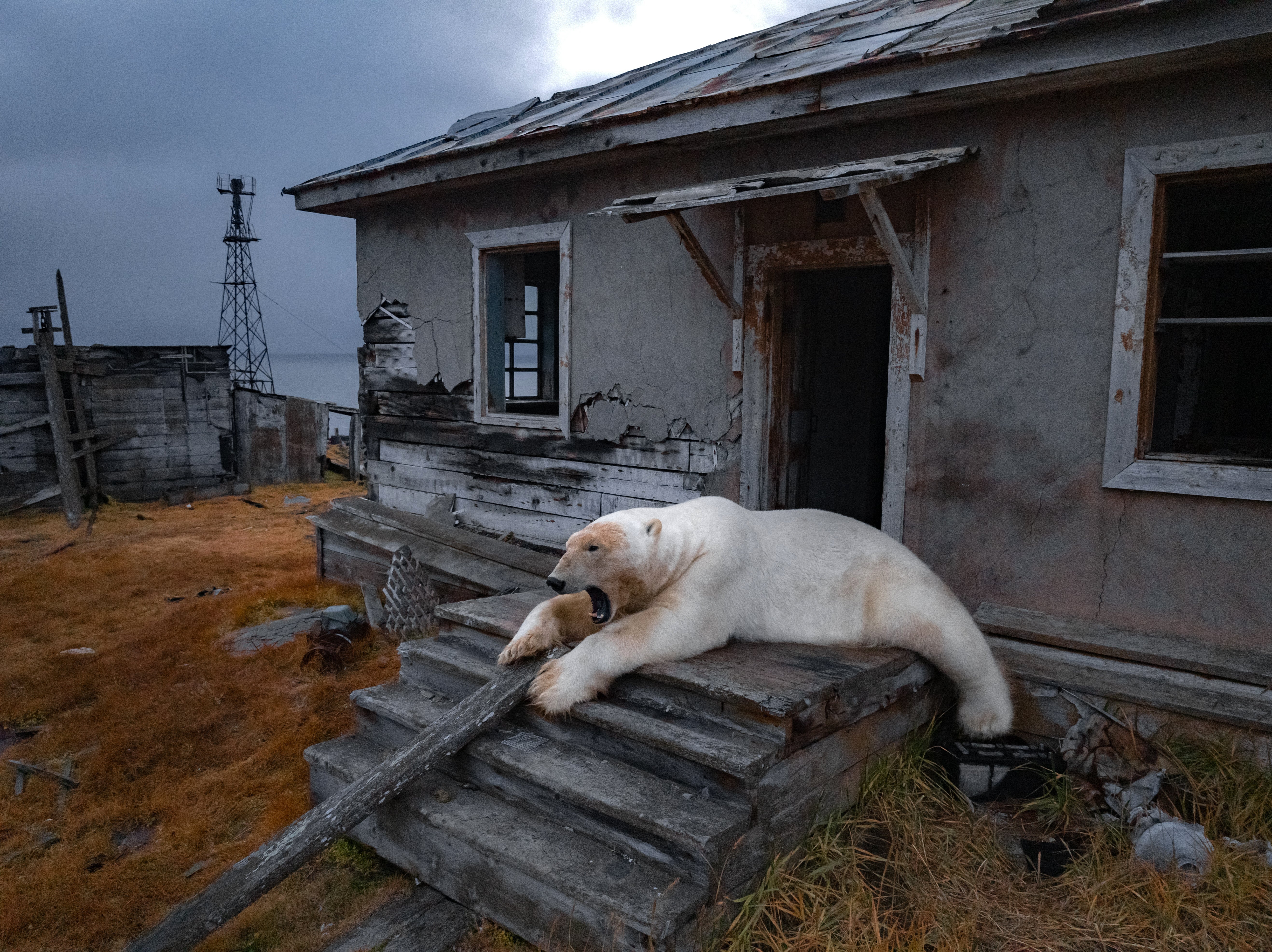 AP Fotos: osos polares se apropian de una estación de investigación rusa abandonada